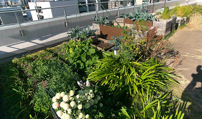 屋上庭園のお花や野菜を育てるのはご入居者の楽しみになっています。